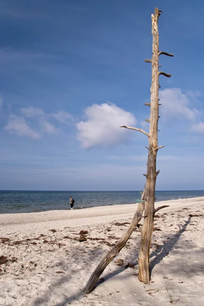 Flotsam sobre Darss en Alemania — Foto de Stock