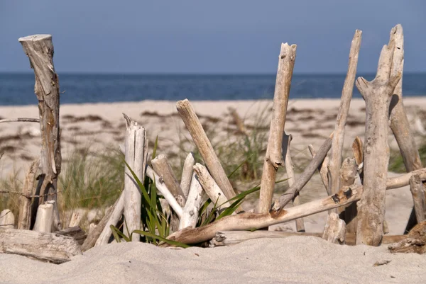 Flotsam op Darß in Duitsland — Stockfoto