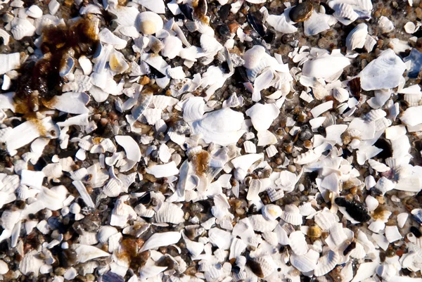 Background of Sea Shells — Stock Photo, Image