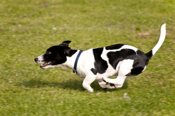 Собачья гонка
