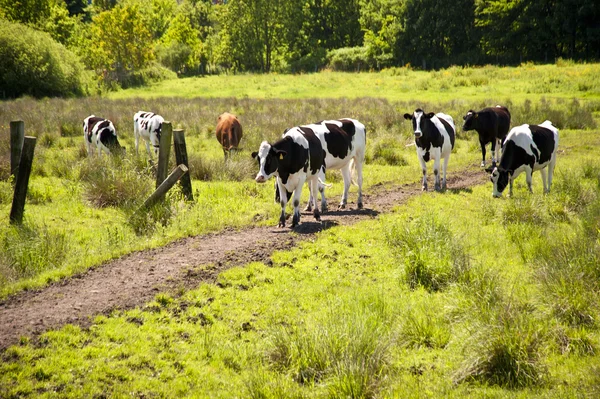 Koeien op een weide — Stockfoto