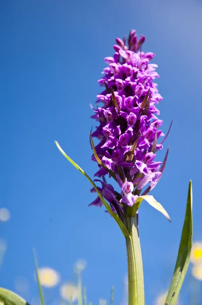 Orchidej dactyloriza majalis — Stock fotografie