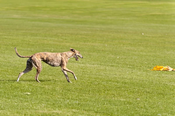 Köpek yarışı — Stok fotoğraf