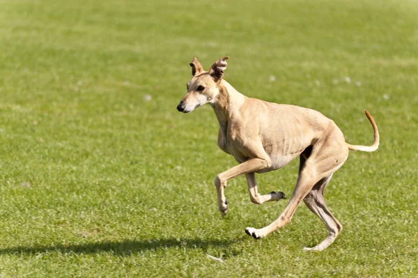 Corrida de cães — Fotografia de Stock