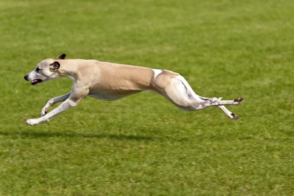 Собачья гонка — стоковое фото