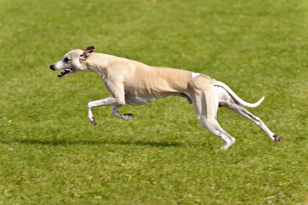 Köpek yarışı — Stok fotoğraf