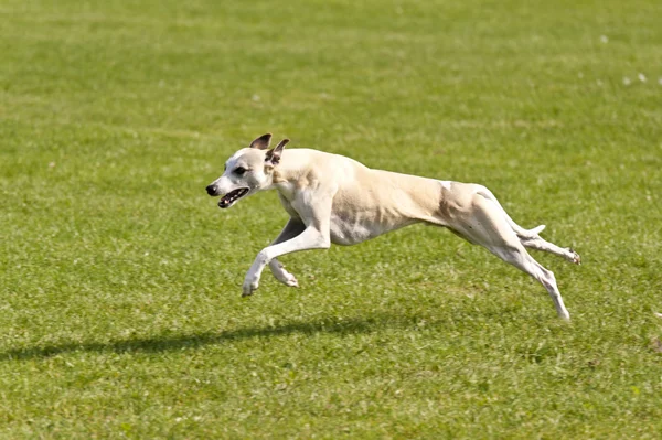 Köpek yarışı — Stok fotoğraf