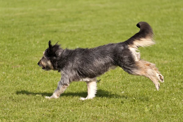 Gara di cani — Foto Stock