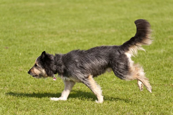 Hunderennen — Stockfoto