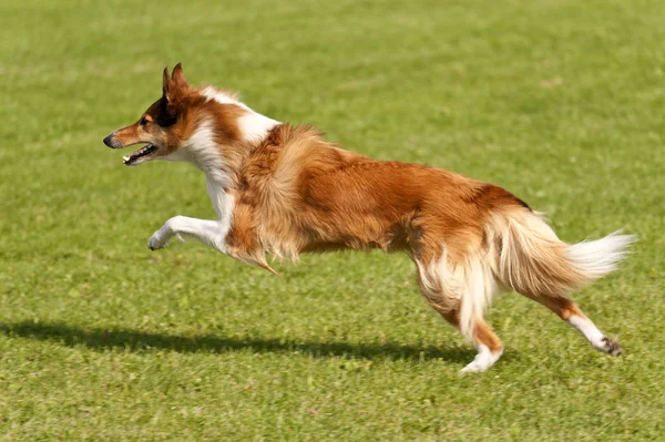Hund race — Stockfoto