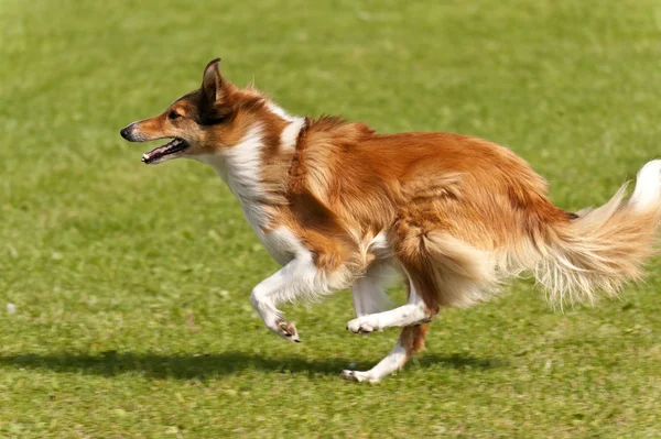 Köpek yarışı — Stok fotoğraf