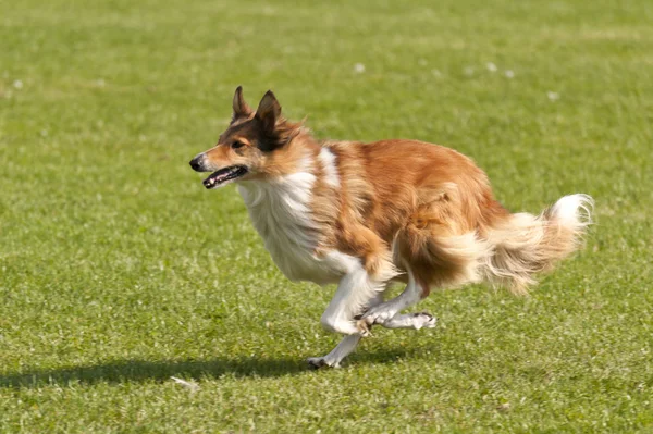 Gara di cani — Foto Stock