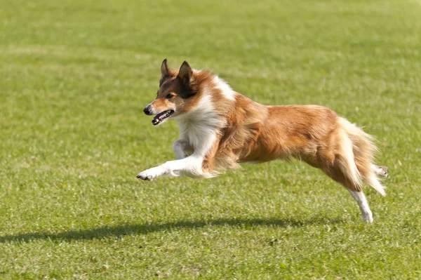 Gara di cani — Foto Stock