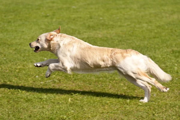 Hunderennen — Stockfoto