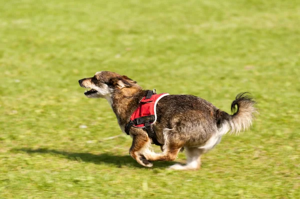 Hund race — Stockfoto