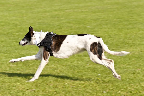 Corrida de cães — Fotografia de Stock