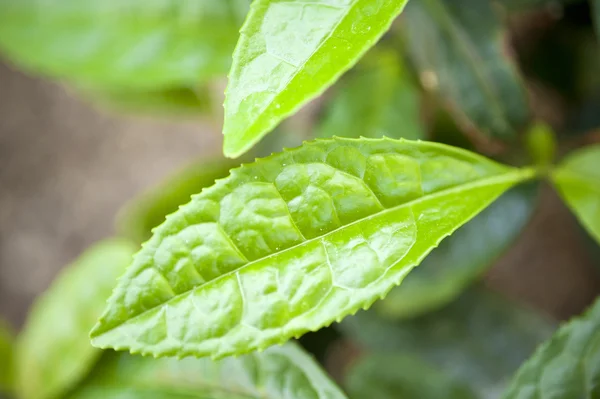 茶厂茶树 — 图库照片