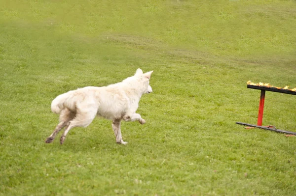 Utbildning av en räddnings hund skvadron — Stockfoto