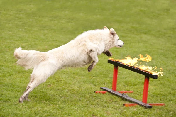 Bir kurtarma köpek filosu eğitim — Stok fotoğraf