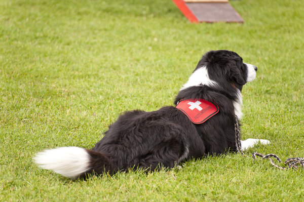 Подготовка эскадрильи спасательных собак
