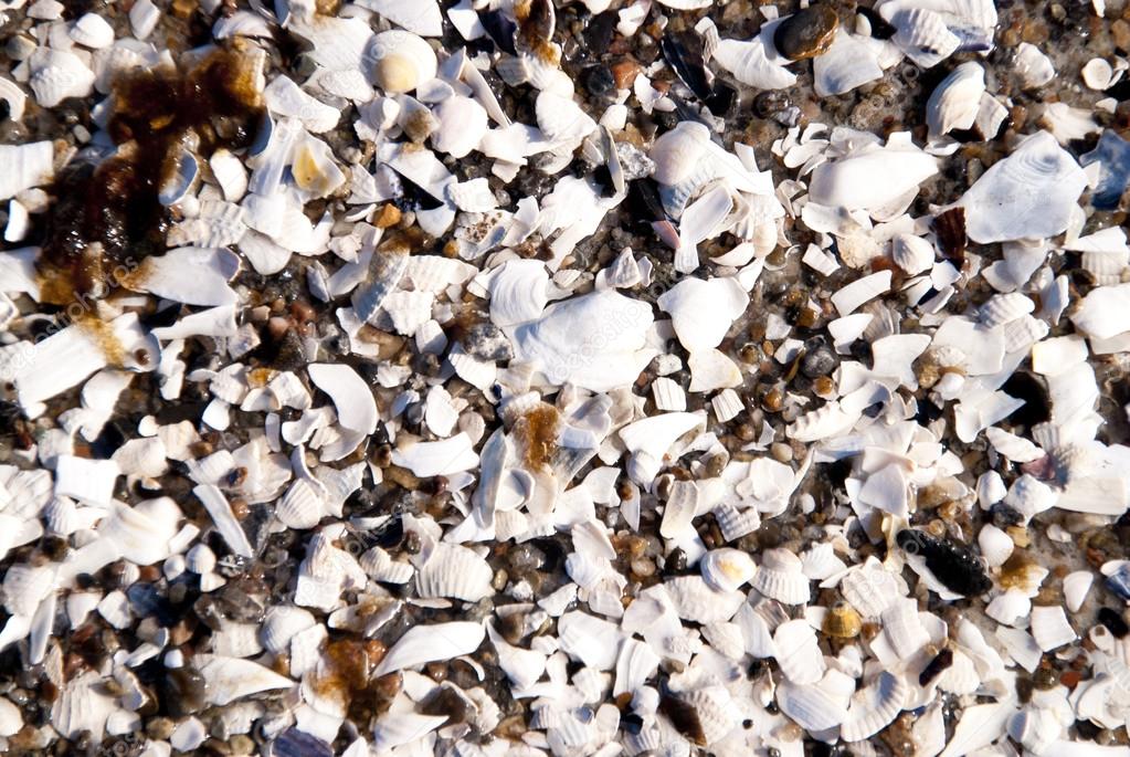 Background of Sea Shells