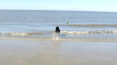 Köpek oyuncak sudan alınıyor