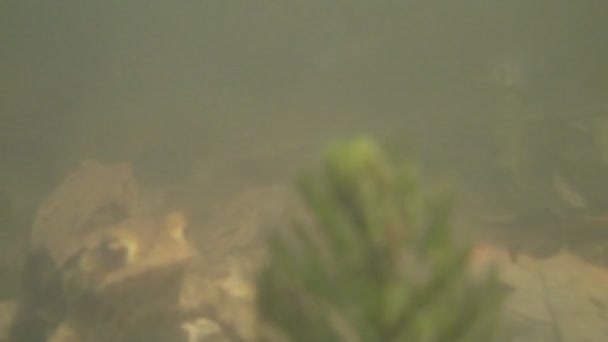 Gemeenschappelijke Toad Bufo Bufo in een vijver — Stockvideo