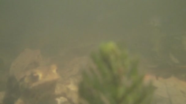 Crapaud commun Bufo Bufo dans un étang 