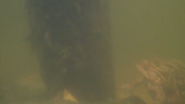 Gemeenschappelijke Toad Bufo Bufo in een vijver — Stockvideo