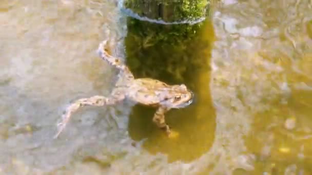 在一个池塘中的常见蟾蜍中华大蟾蜍 — 图库视频影像