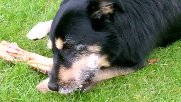 Perro masticando un hueso en la hierba — Vídeos de Stock