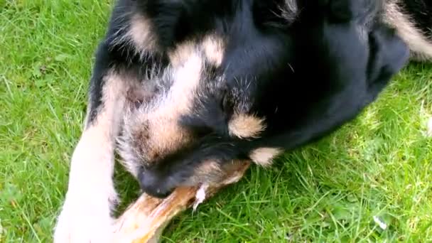 Собака жует кость в траве — стоковое видео