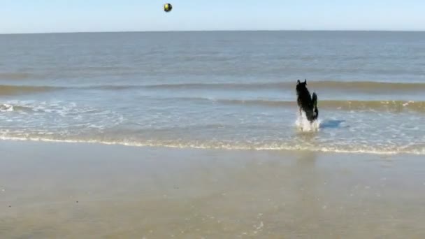 Cão recuperando um brinquedo fora da água — Vídeo de Stock