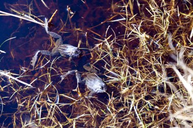 Kurbağa Rana Arvalis demirlemek