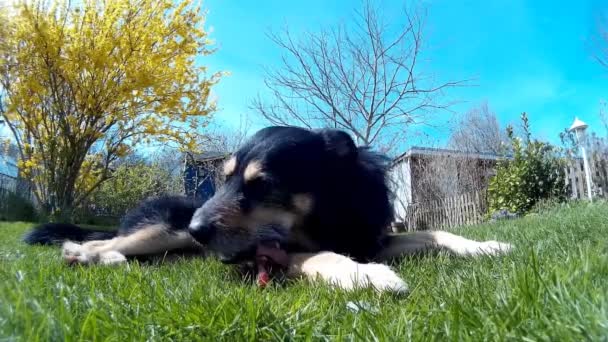 Chien mâcher un os dans l'herbe — Video