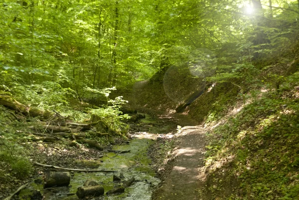 Ruppertsklamm am Rheinsteig — Stock Fotó