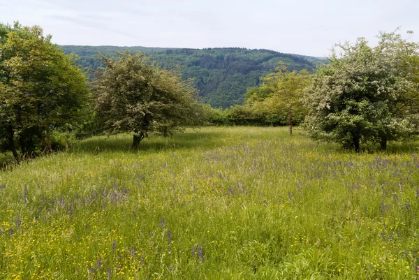 Auf dem Rheinsteig — Stock Photo, Image