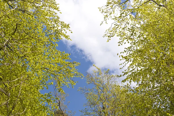 Detalj av en skog — Stockfoto