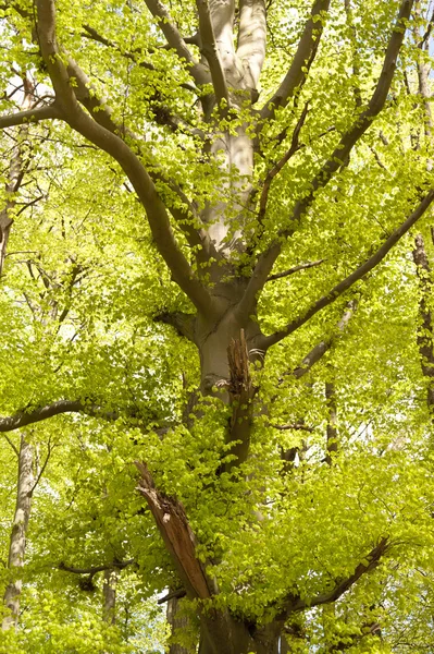 Detal z lasu — Zdjęcie stockowe