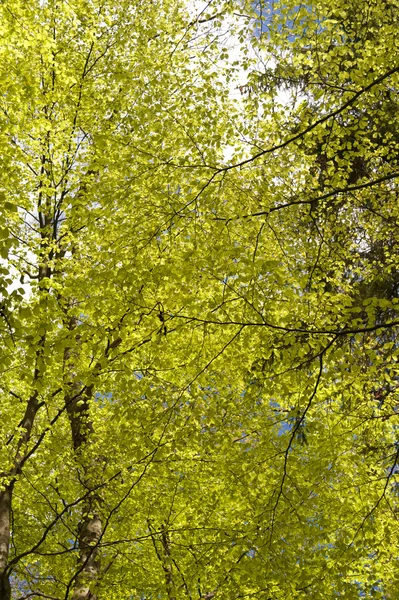 Detail of a Forest — Stock Photo, Image