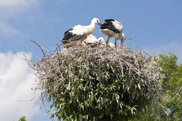 Stork's Nest with young Storks — Stock Photo, Image