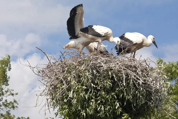 Stork's Nest with young Storks — Stock Photo, Image