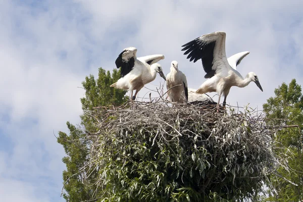 Stork's Nest with young Storks — Stock Photo, Image