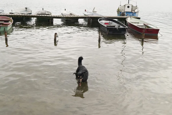 Cão em um lago — Fotografia de Stock