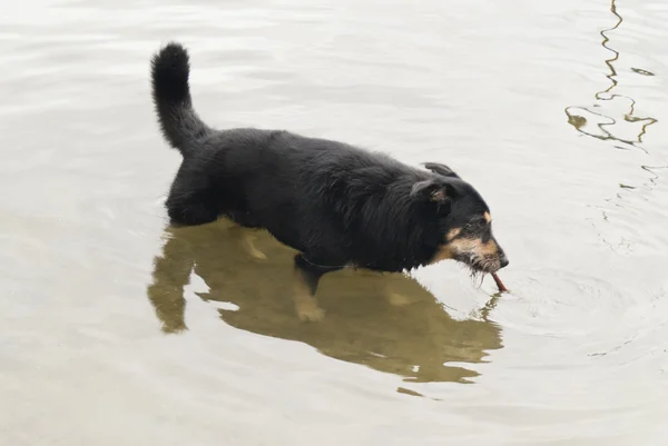 Cane in un lago — Foto Stock