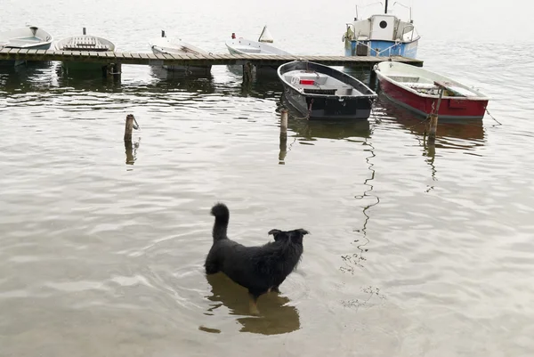 Cão em um lago — Fotografia de Stock