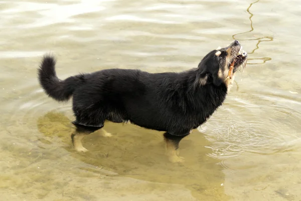 湖の中の犬 — ストック写真