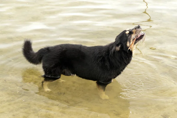 Cão em um lago — Fotografia de Stock