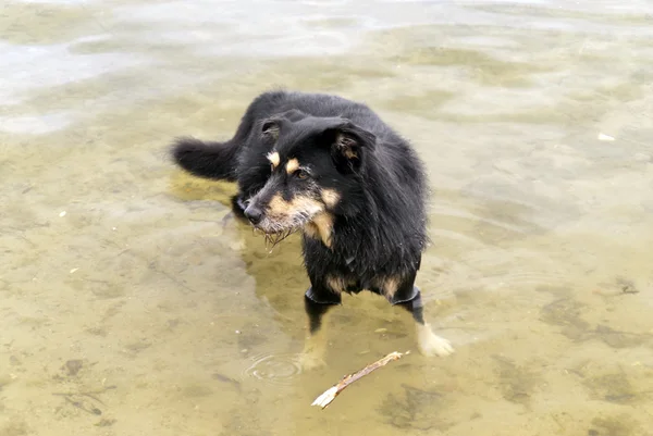 Hond in een meer — Stockfoto