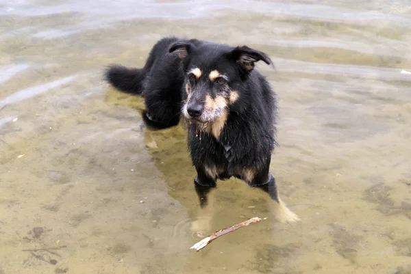 Hond in een meer — Stockfoto